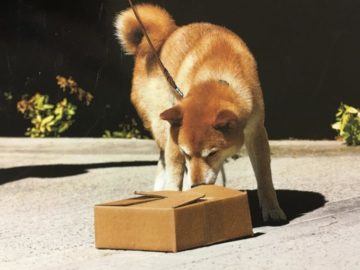 SFNC shares a variety of materials, links and resources about the Shiba Inu breed.